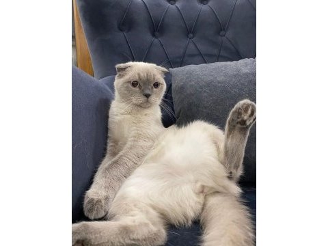 Çiftleştirme ilanı scottish fold