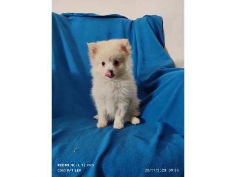Pomeranian boo yavrumuz