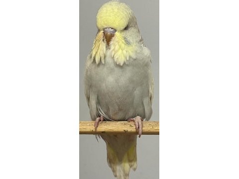 Fethiye muhabbet kuşu show jumbo yavru