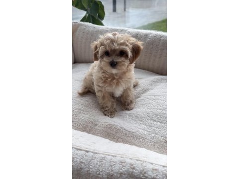 Maltipoo safkan yavrumuz