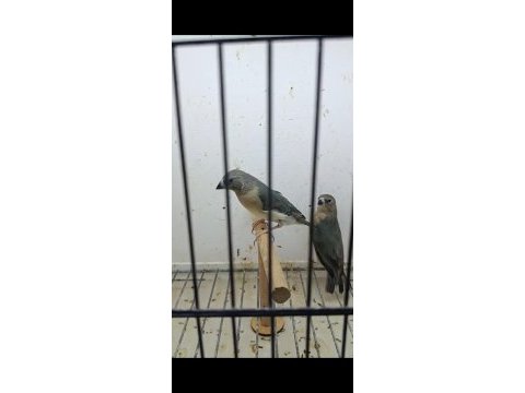 Golden finchler