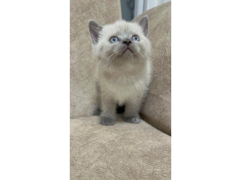 Safkan british shorthair ayı surat top kafa bebiş