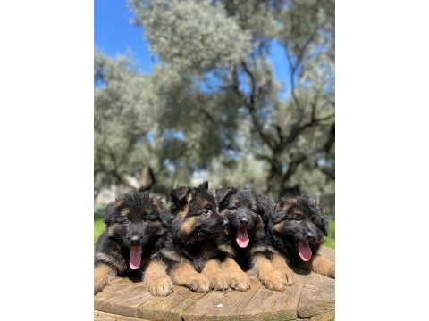 Showline k9 alman kurdu yavrularımız