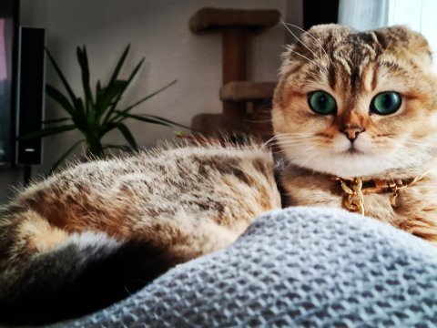 Sfs ny 25 scottish fold