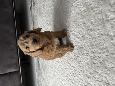 Toy poodle erkek yavrumuz