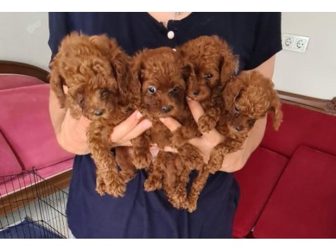 Kore kan teacup poodle yavrular