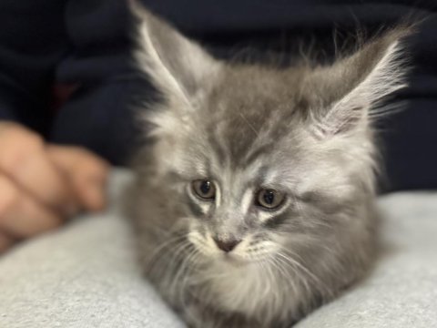 Ankaranın en seçkin sçr li maine coon yavruları