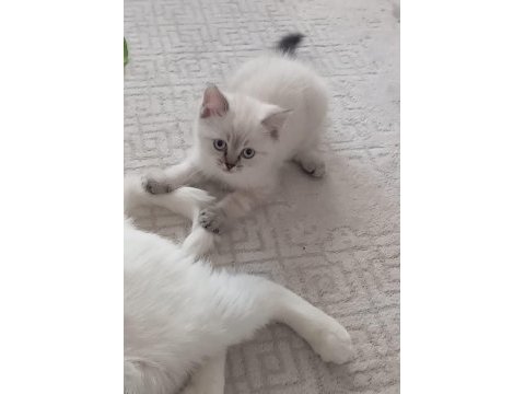 Kaliteli sağlıklı british shorthair yavrular