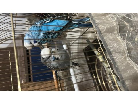 Vasıflı show jumbo muhabbet çifti yavru alınmış