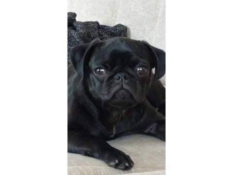 Black pug dişi