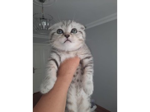 Scottish fold yavrular