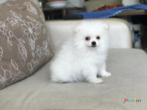 Pomeranian boo beyaz yavrum balıkesir