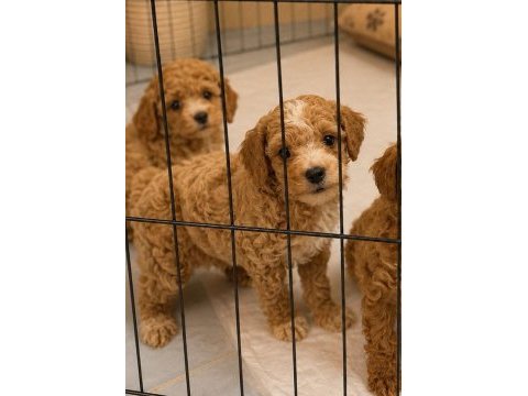 Üst düzey mini boy maltipoo yavrumuz