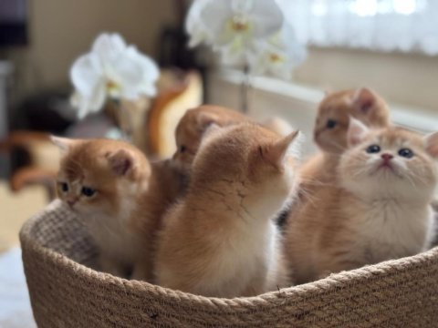 Teslime hazır golden british shorthair