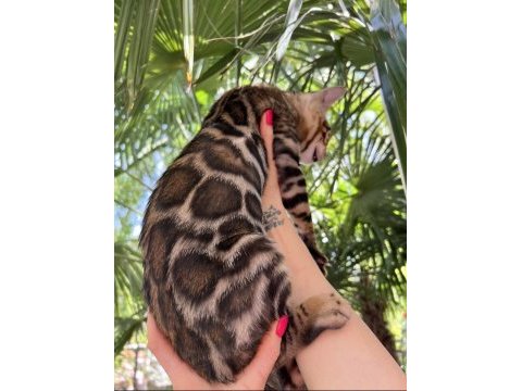 Show class erkek bengal 