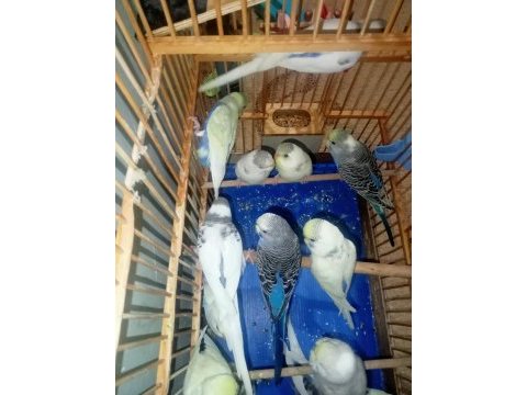 Yeni yeme düşmüş muhabbet kuşu yavrular eğitmelik