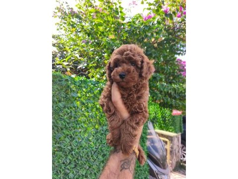 Toy poodle yavrular