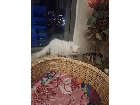 Orjinal british longhair erkek kedimiz