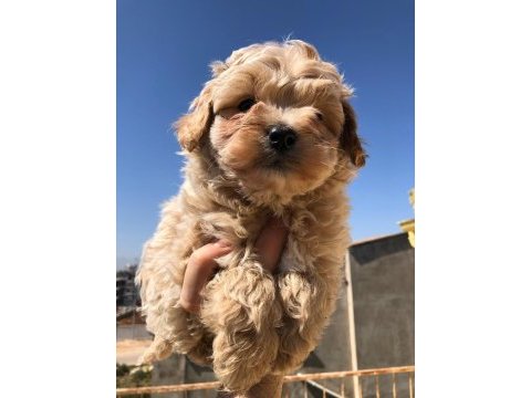 Profesyonel üretim çifliğinden maltipoo kapıda ödeme