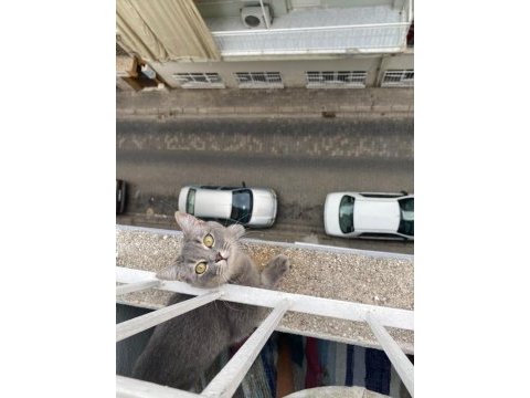 British shorthair lokum yuvasını arıyor
