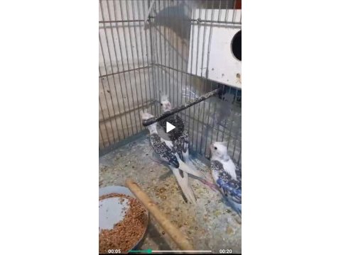 Wifi sultan papağanı yavruları