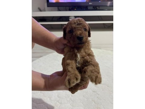 Sevımlı poodle mınıkler