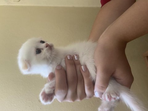45 günlük scottish fold erkek kırık kulak