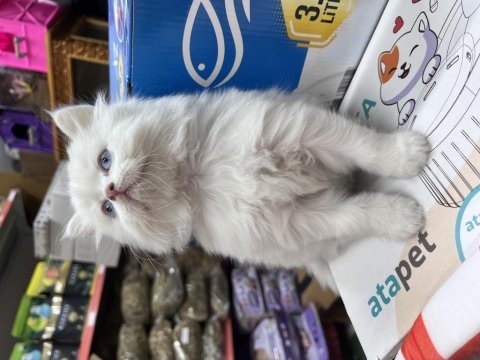 Kedimize yuva arıyoruz
