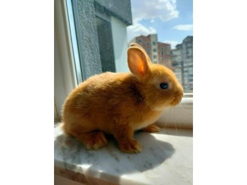 Caramel hollanda cücesi tavşan - netherland dwarf
