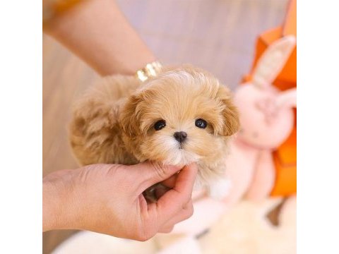 Sevımlı sevgılı dolu toy poodle bebıslerımız
