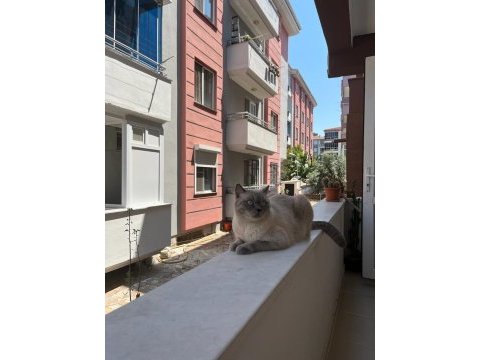 Blue point 4 yaşında erkek kedimiz
