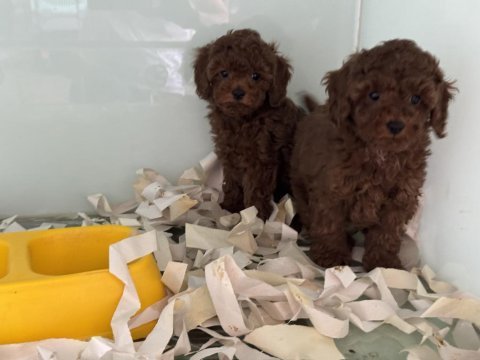 Çok özel çikolata toy poodle yavrularımız