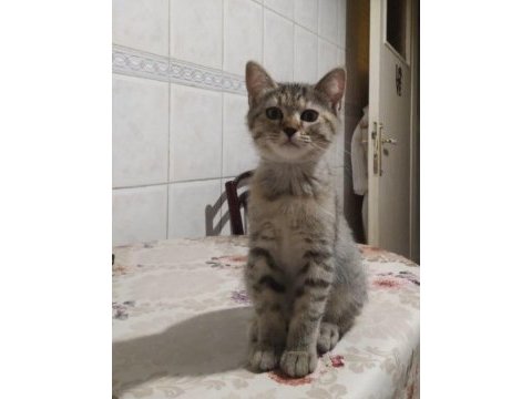 3 aylık iki güzel minik kedimiz yuva arıyor