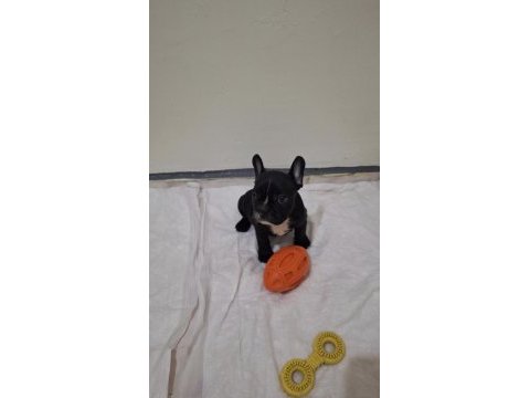 Safkan son erkek french bulldog yavrumuz