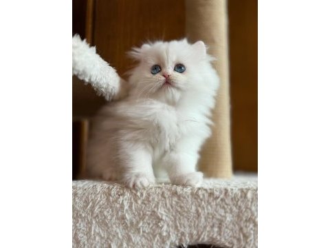 Özel tip bembeyaz chinchilla w61