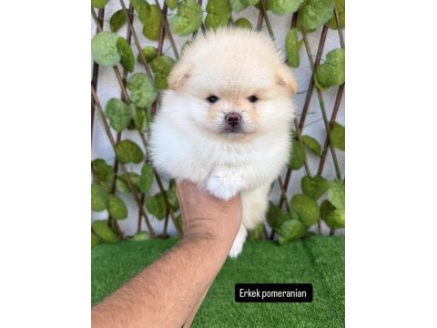 Kar beyaz pomeranian bebekler
