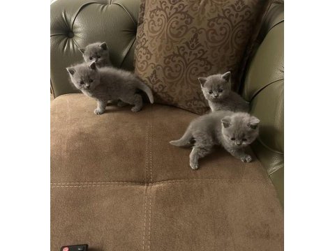 British shorthair ve british longhair yavrular ankara