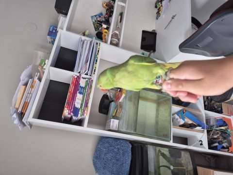 Full evcil erkek eğitimli pakistan papağanı