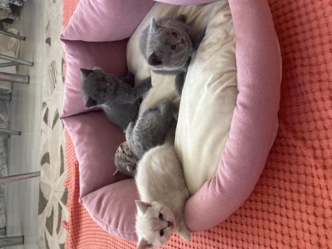 Scottish fold bebekler