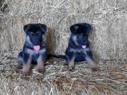 Alman çoban köpeği yavruları