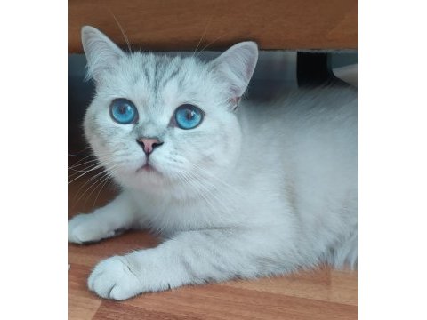 7 aylık erkek british shorthair kedimiz