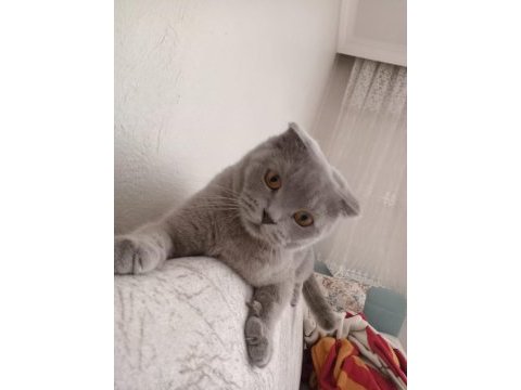 Evcil scottish fold kedimiz