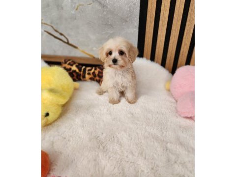 Maltipoo  yavrularımız 