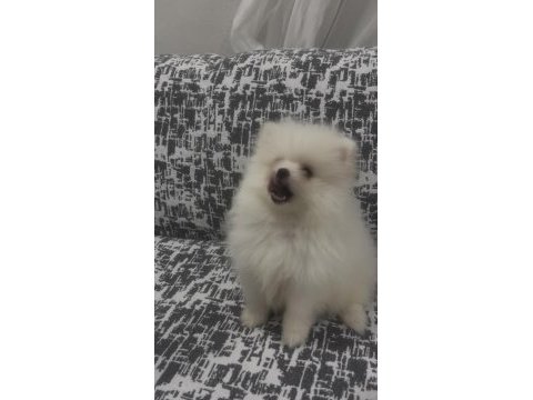 Pomeranian boo a kalite wc eğitimi var