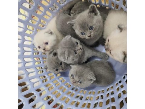 Enfes güzellikte scottish fold yavrular