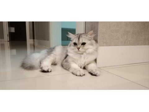 1.5 yaşında safkan british longhair - tamamen ücretsiz