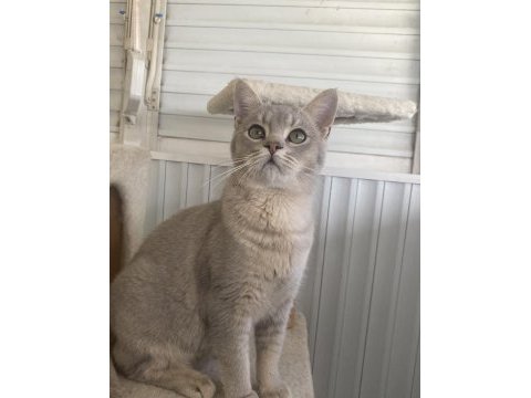 Yakışıklı erkek çocuğumuz kedimize aile arıyorum