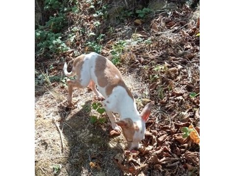 Anne altından ve ev ortamından chihuahua