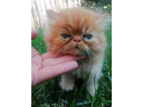 13 mayıs doğumlu iki erkek yavru persian