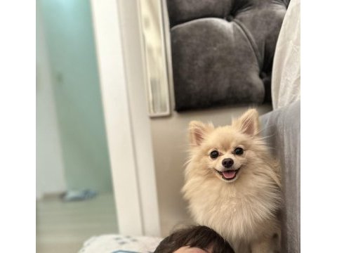 1.5 yaşında pomeranian dişi hiç doğum yapmadı